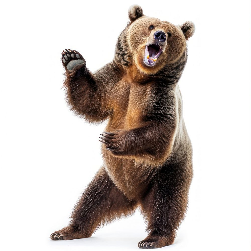 Happy smiling dancing grizzly bear wildlife animal mammal.