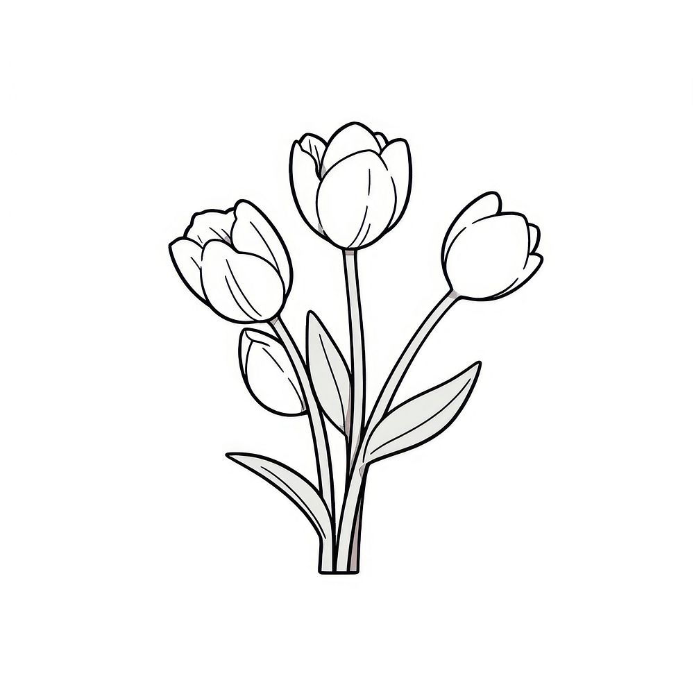 Tulip flower illustrated drawing blossom.