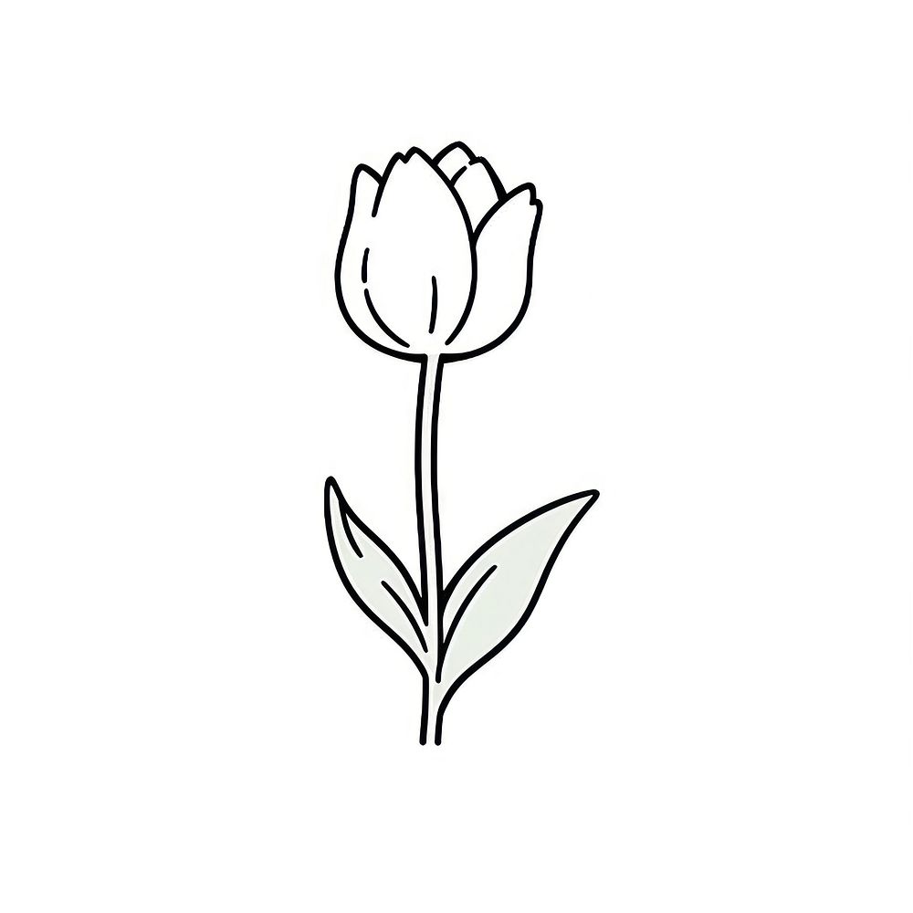 Tulip flower tulip illustrated blossom.