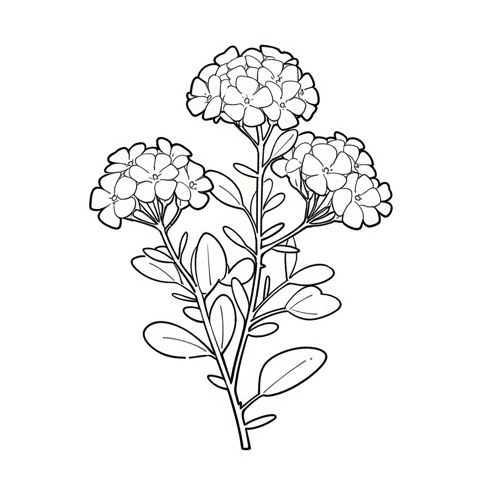 Yarrow flower doodle illustrated drawing.