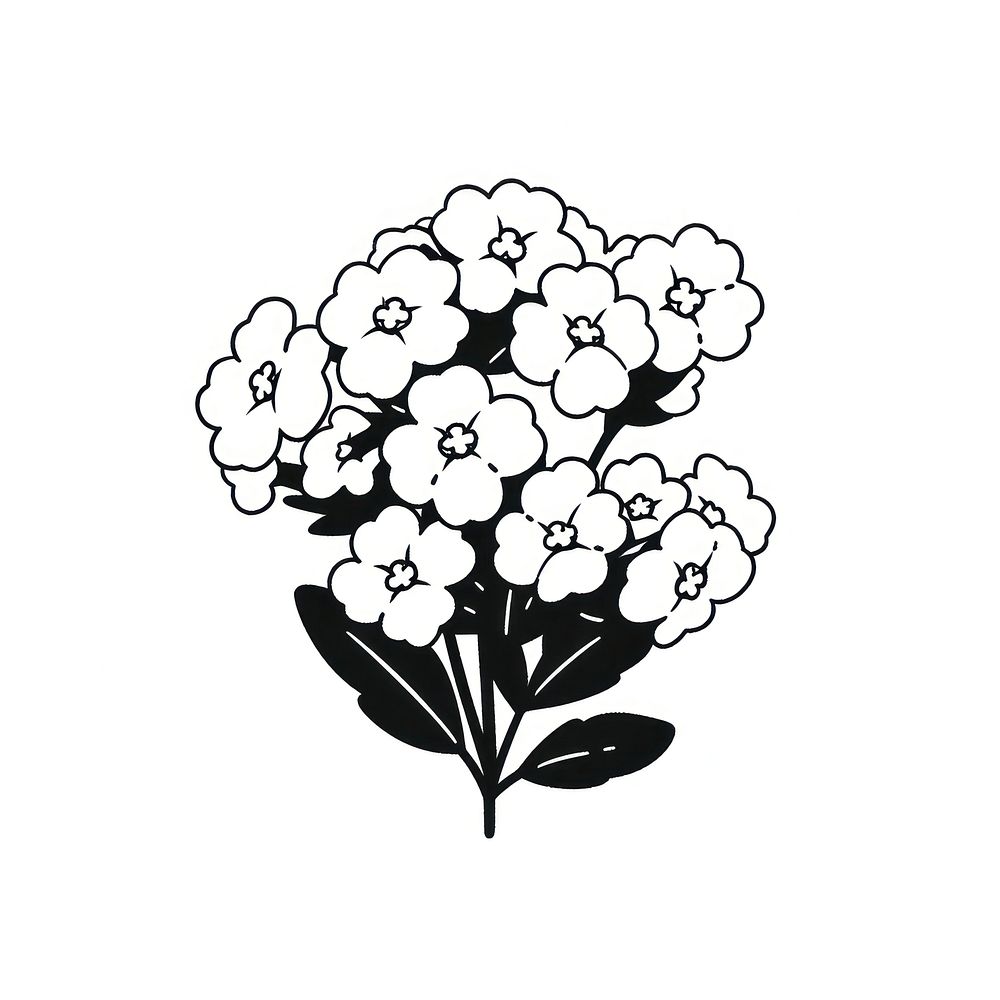 Yarrow flower illustrated blossom drawing.