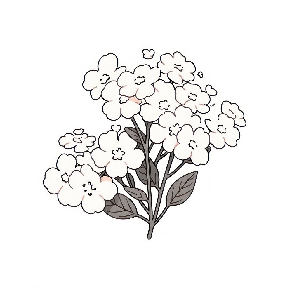 Yarrow flower illustrated drawing blossom.