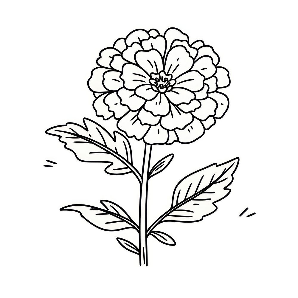 Zinnia flower illustrated graphics drawing.