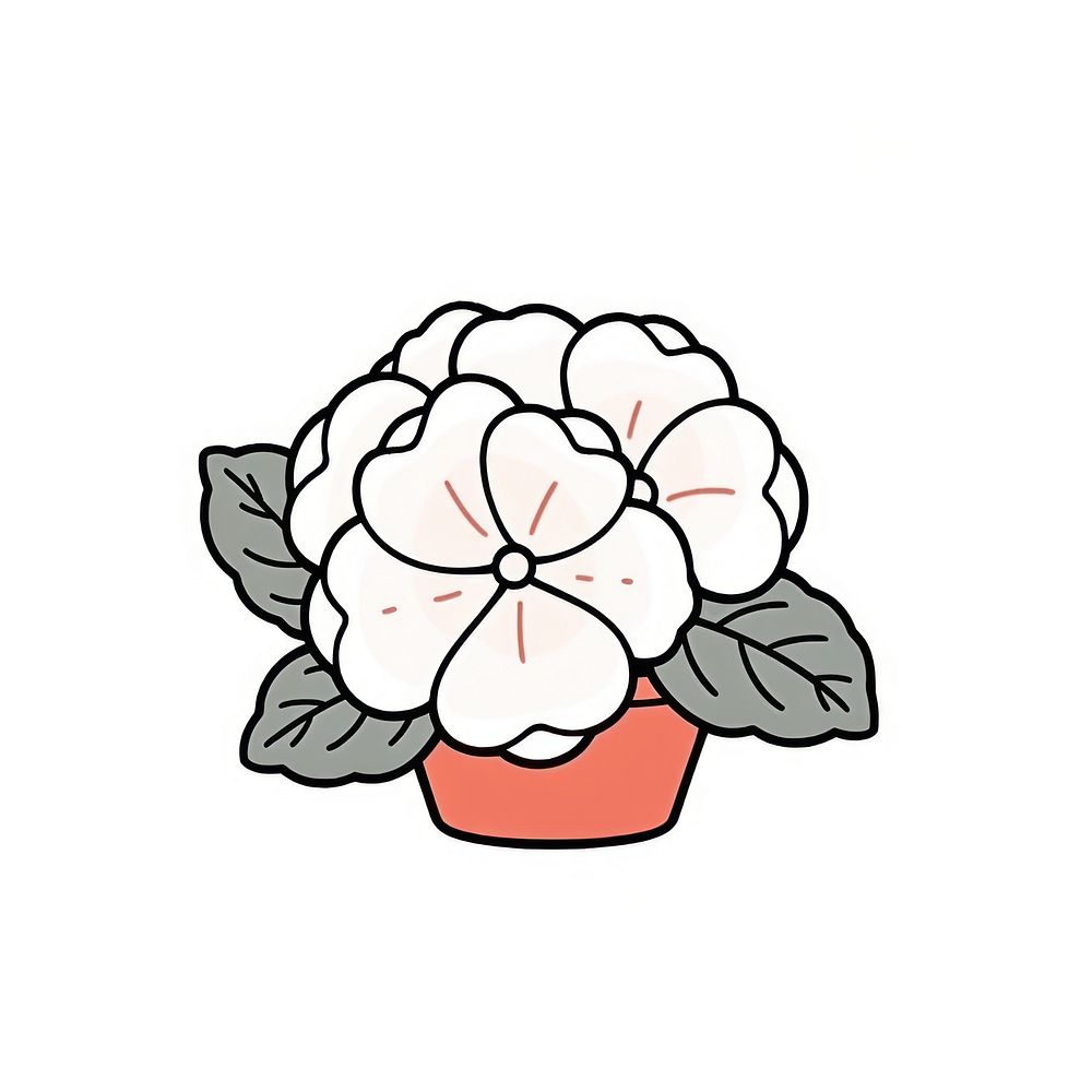 Begonia flower illustrated geranium blossom.