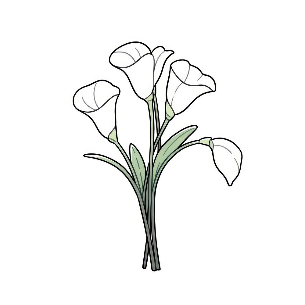 Calla Lily flower illustrated blossom drawing.