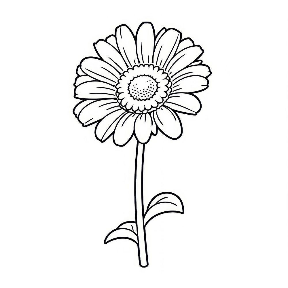 Gerbera flower illustrated asteraceae blossom.