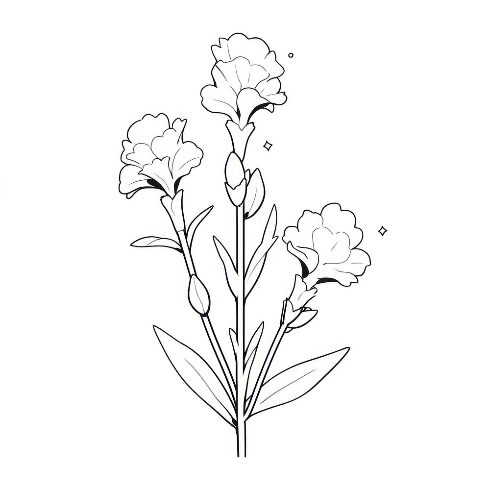 Gladiolus flower illustrated drawing blossom.