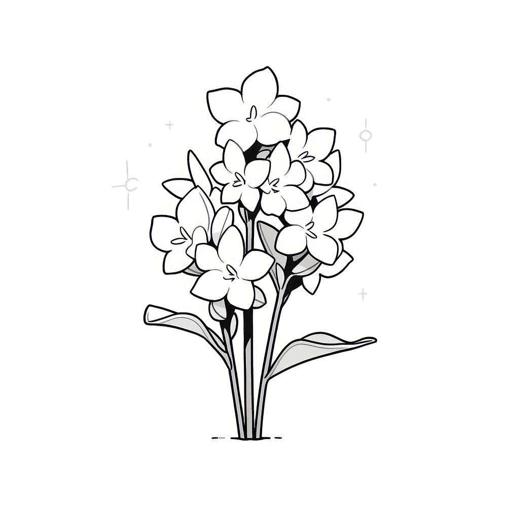 Hyacinth flower illustrated blossom drawing.