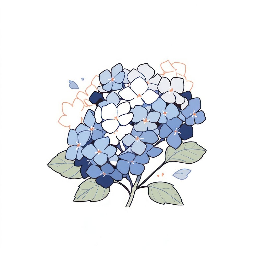 Hydrangea flower illustrated blueberry graphics.