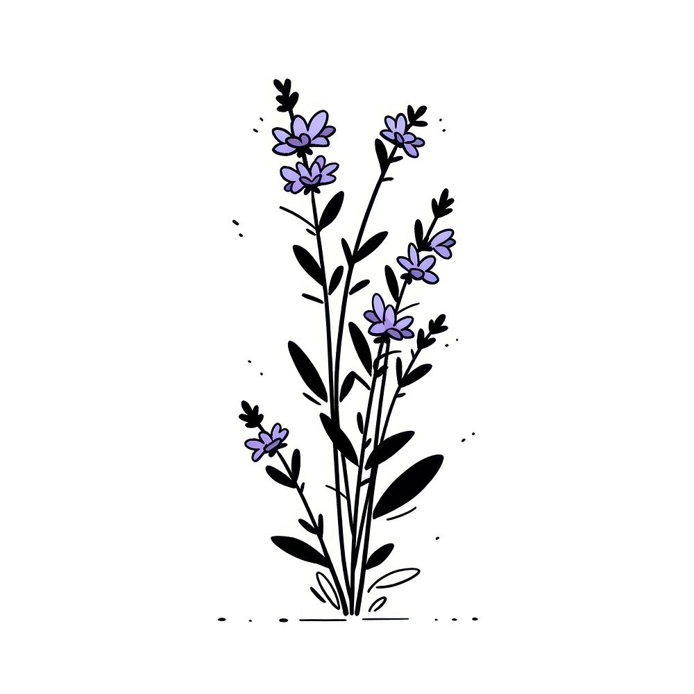 Lavender flower lavender graphics blossom.