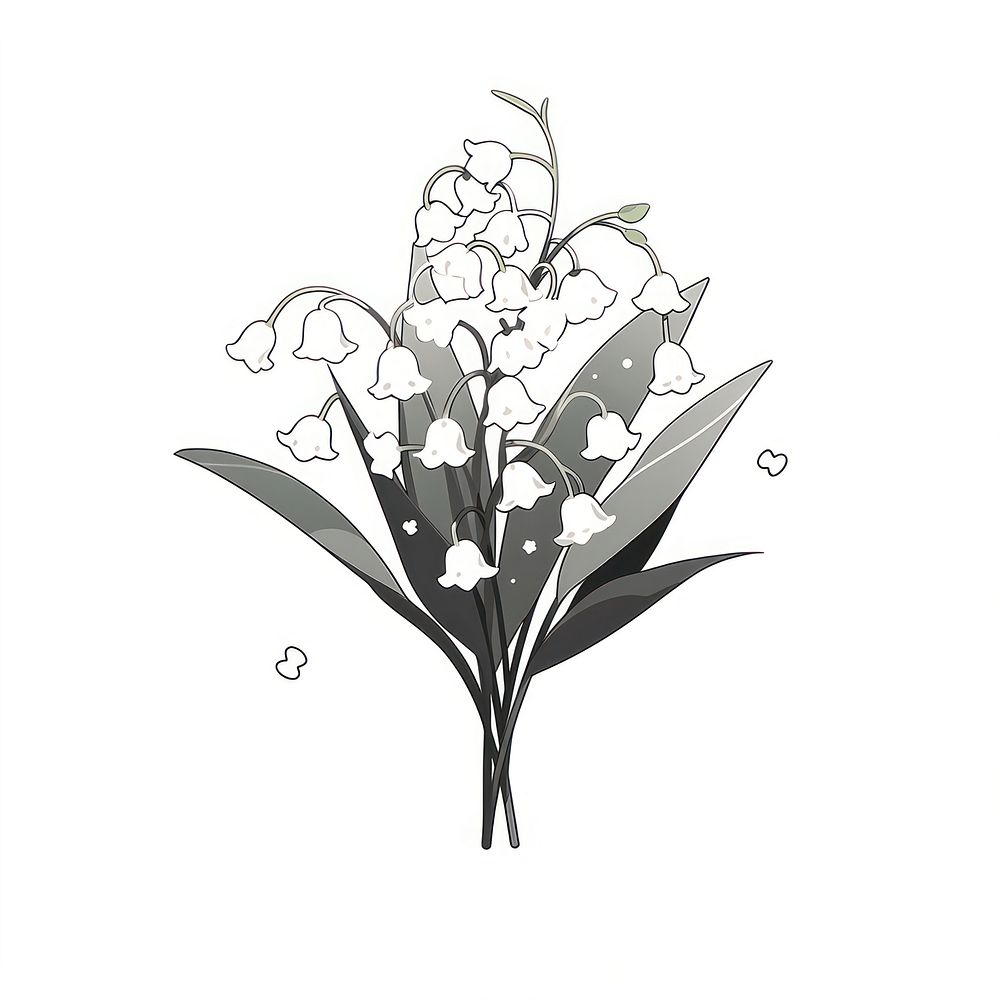 Lily of the valley flower illustrated drawing blossom.