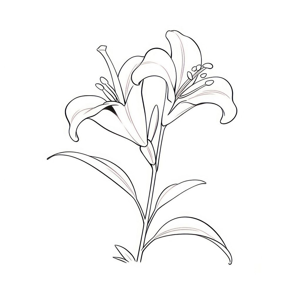 Lily flower illustrated drawing blossom.
