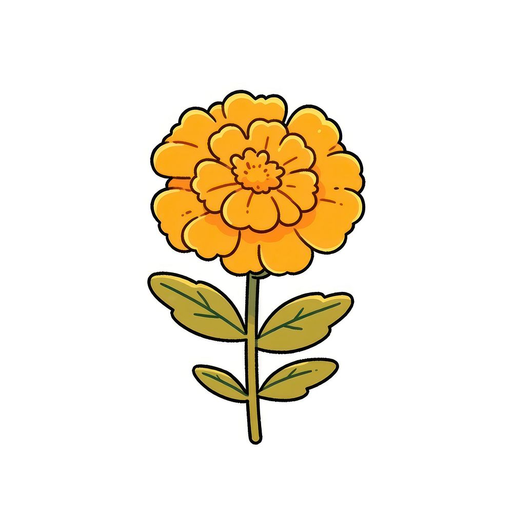 Marigold flower asteraceae blossom dahlia.