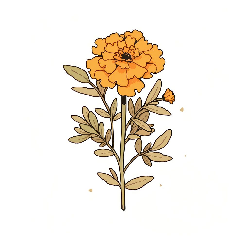 Marigold flower illustrated asteraceae sunflower.
