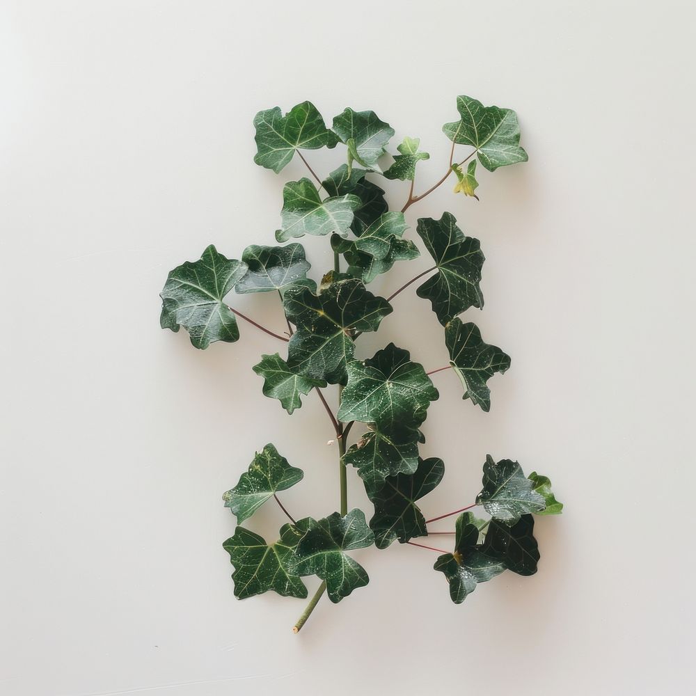 Mini adam ivy plant leaf.