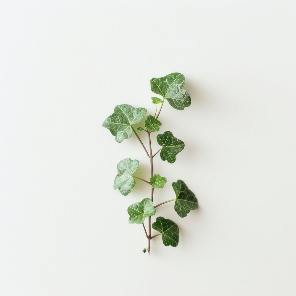 Mini adam ivy plant leaf vine.