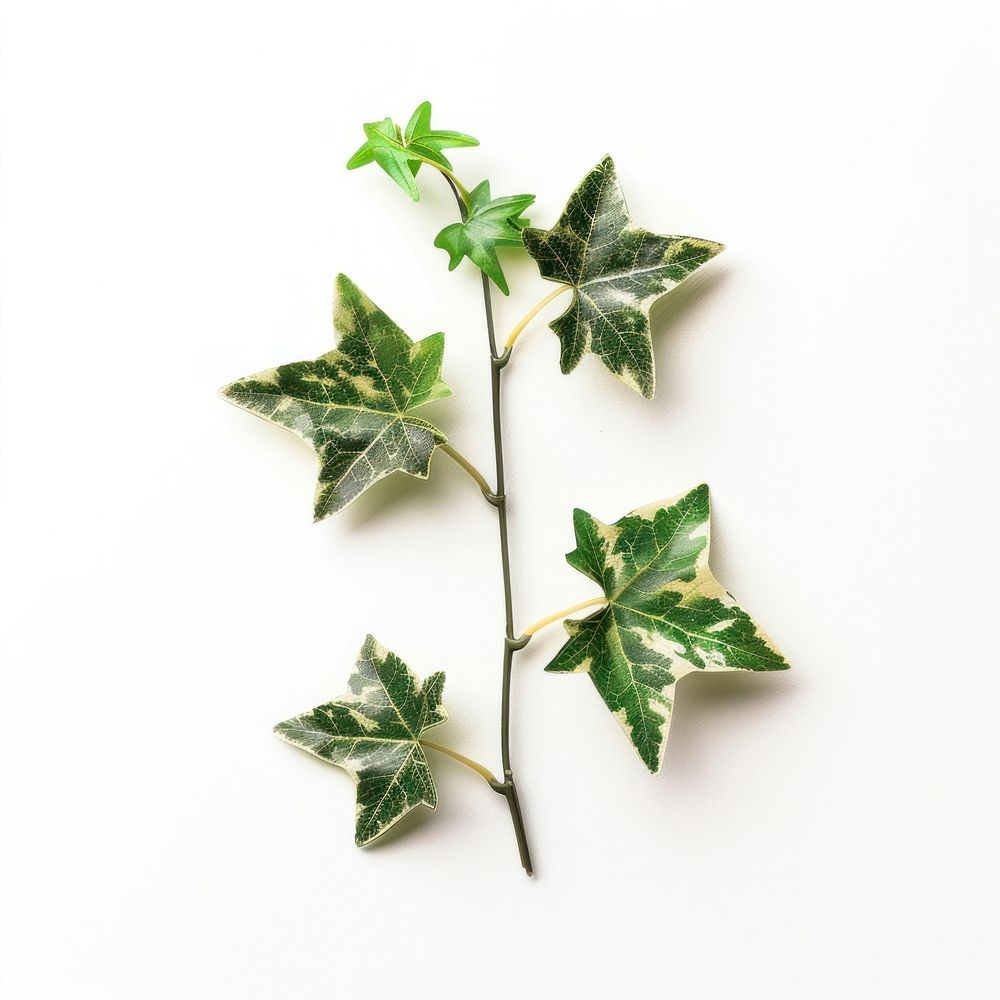 Mini adam ivy plant green leaf.