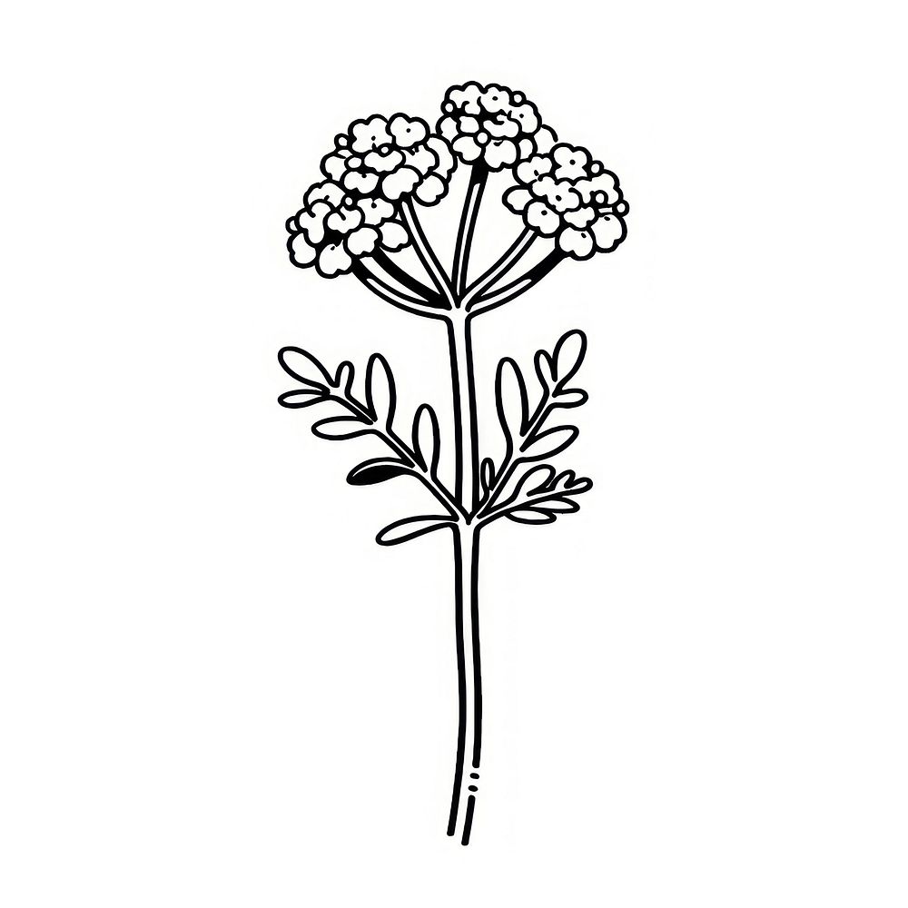 Flower illustrated apiaceae drawing.
