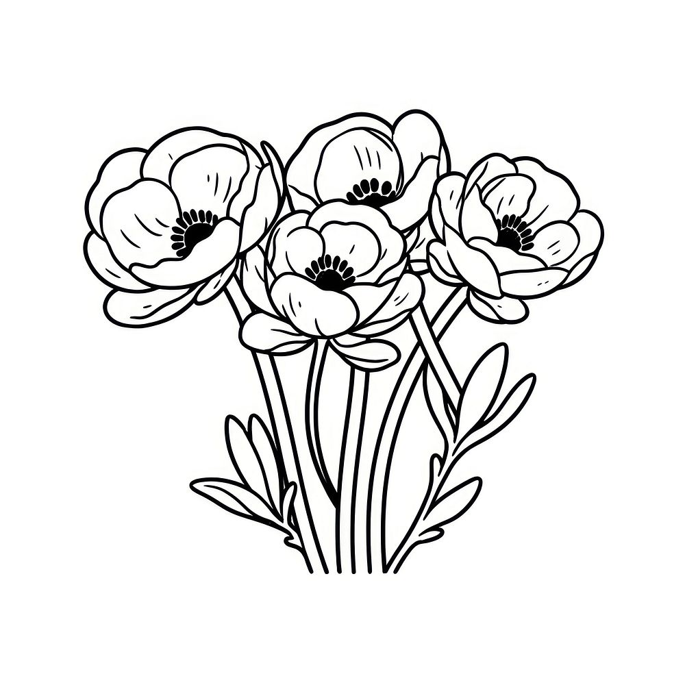 Ranunculus flower illustrated drawing blossom.