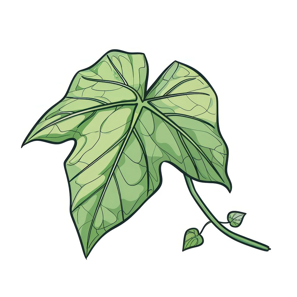 Ivy leaf drawing art illustrated.