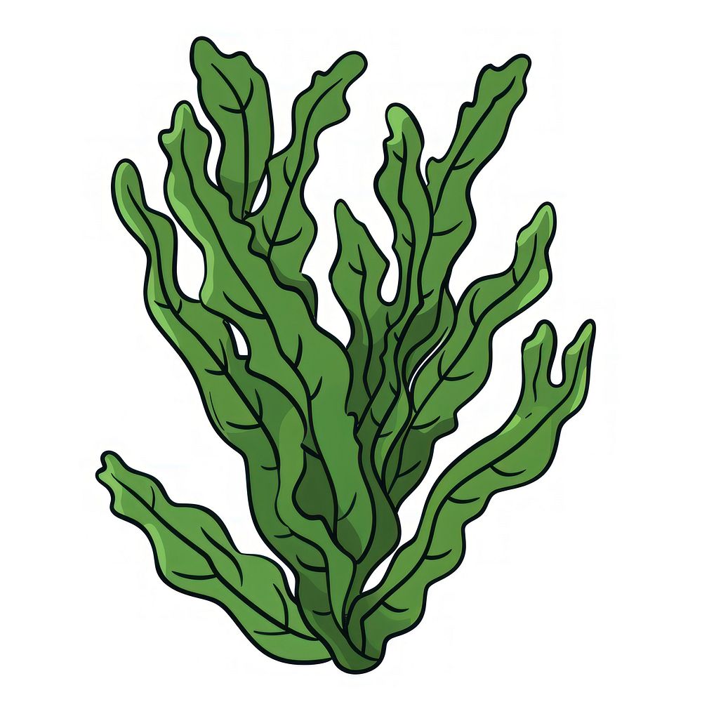 Seaweed plant leaf fern.