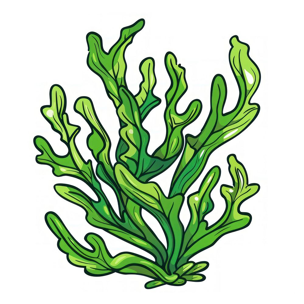 Seaweed vegetable produce plant.