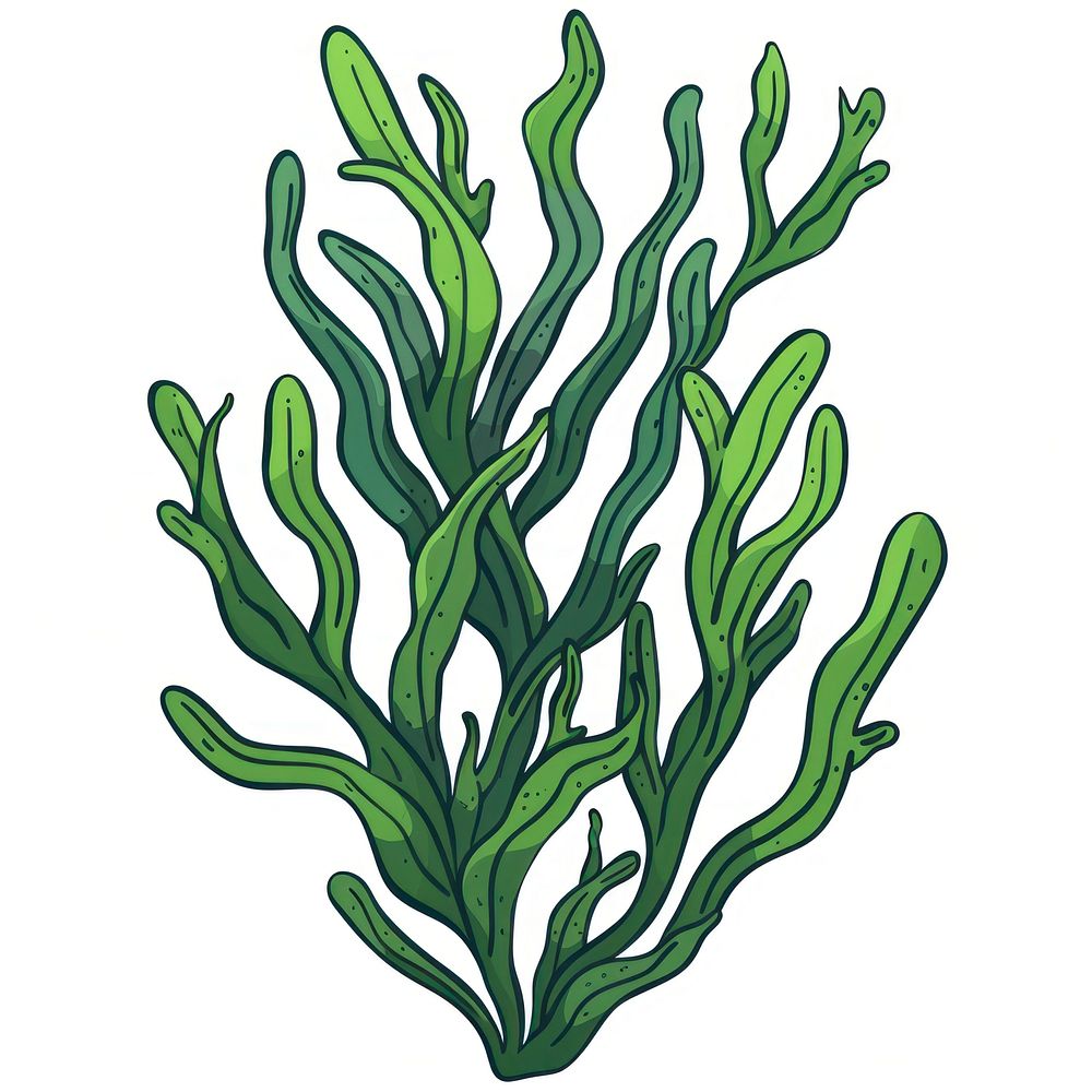 Seaweed plant leaf.