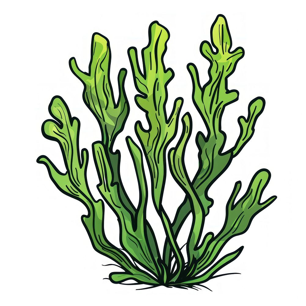 Seaweed aquatic plant water.