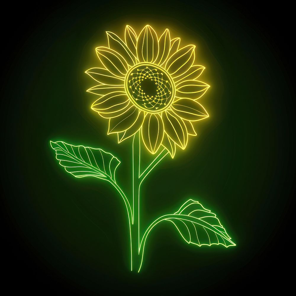 Yellow sunflower icon green asteraceae astronomy.