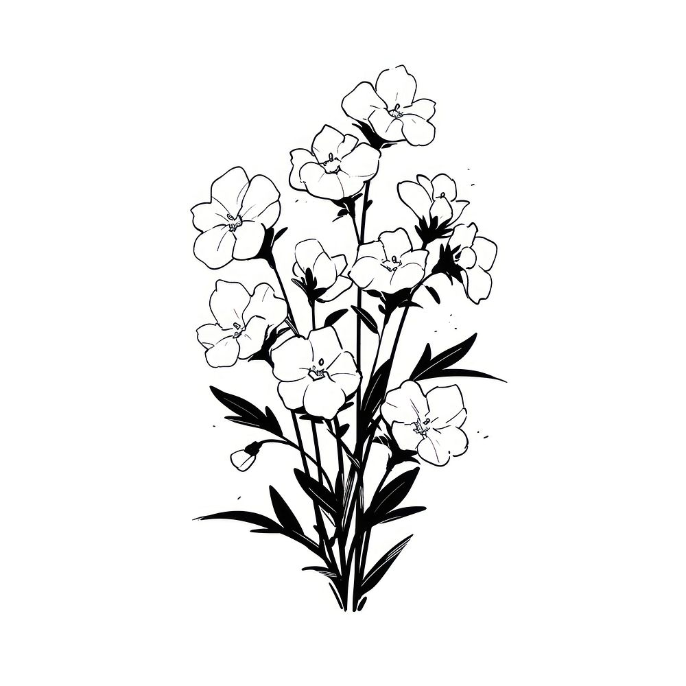 Showy Beardtongue illustrated graphics drawing.