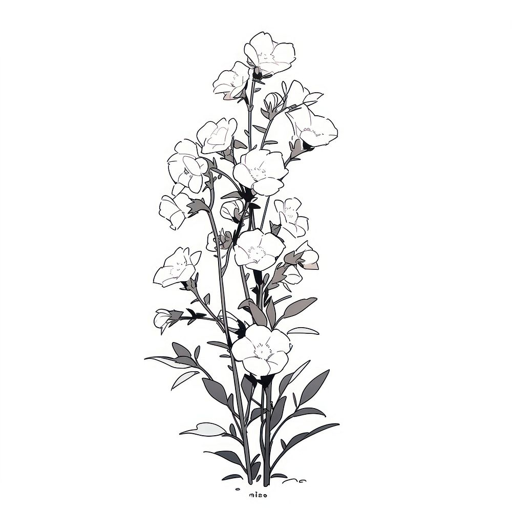 Showy Beardtongue illustrated graphics drawing.