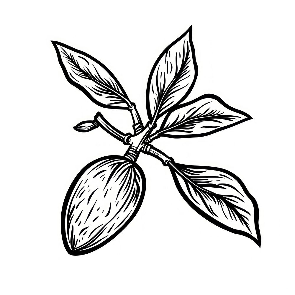 Almond tattoo flat illustration illustrated annonaceae appliance.