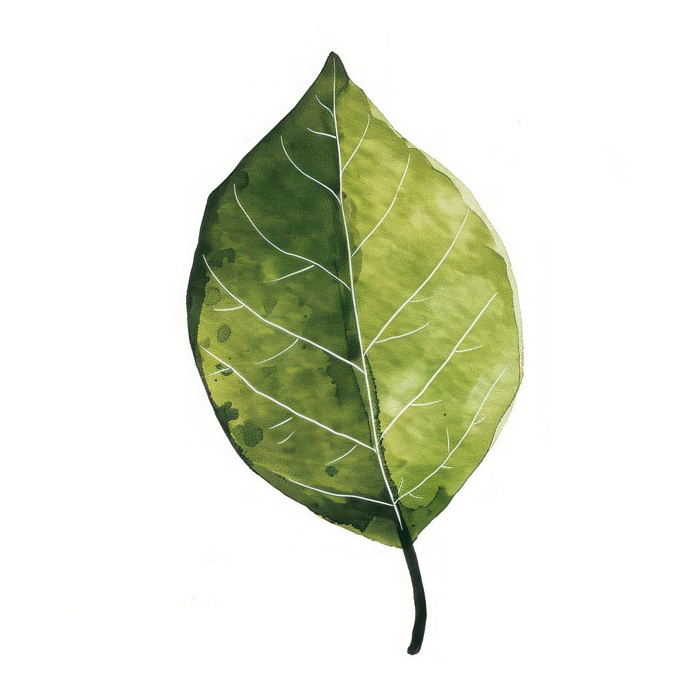 Leaf tobacco plant.
