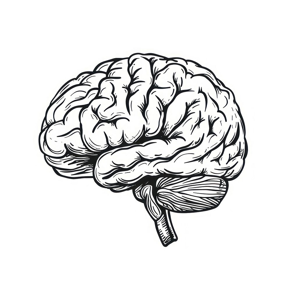 Doodle outline of simple brain illustrated drawing sketch.