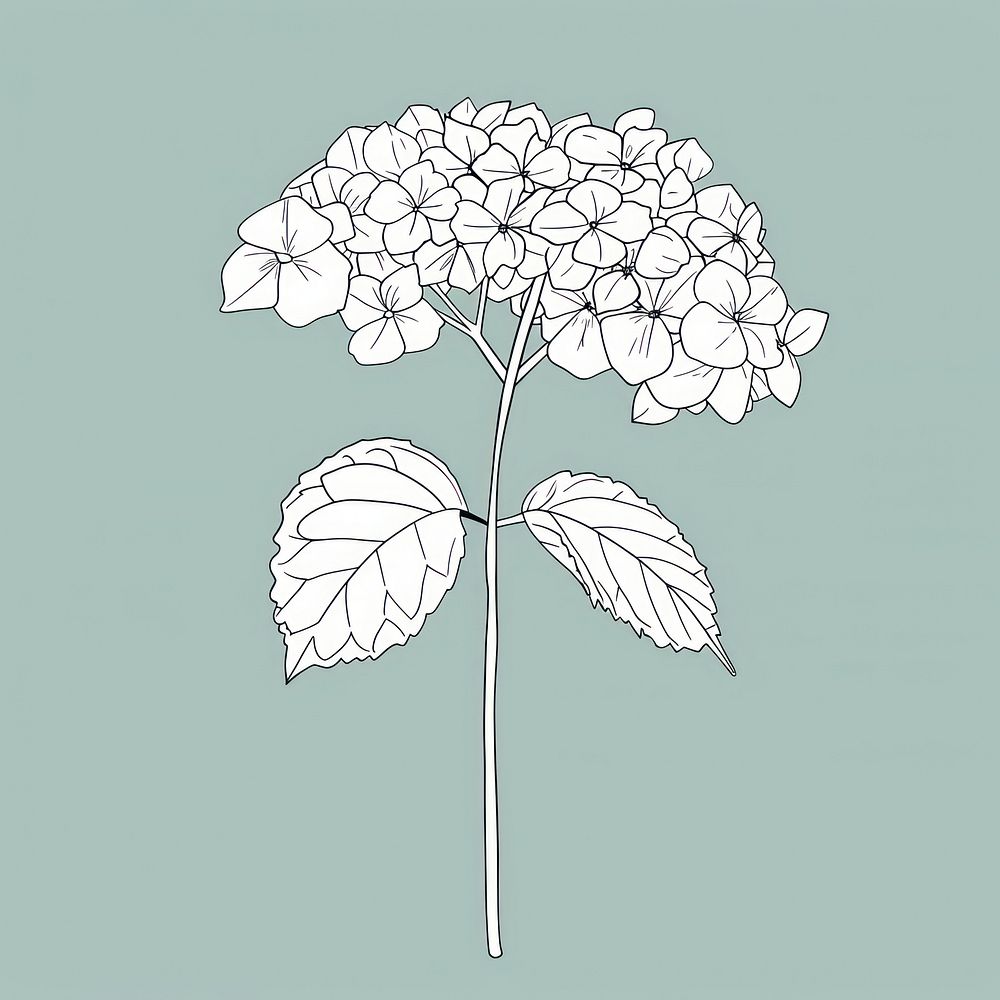 Hydrangea illustrated drawing sketch.