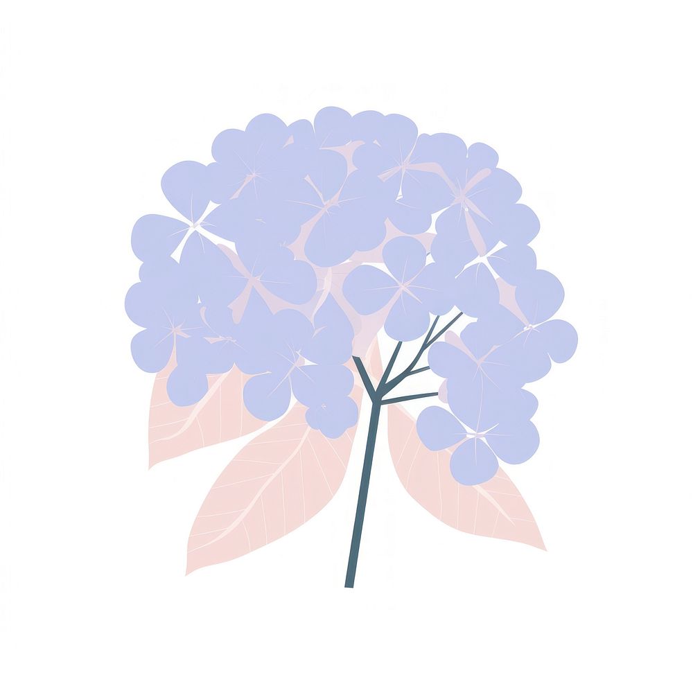 Hydrangea illustrated geranium painting.