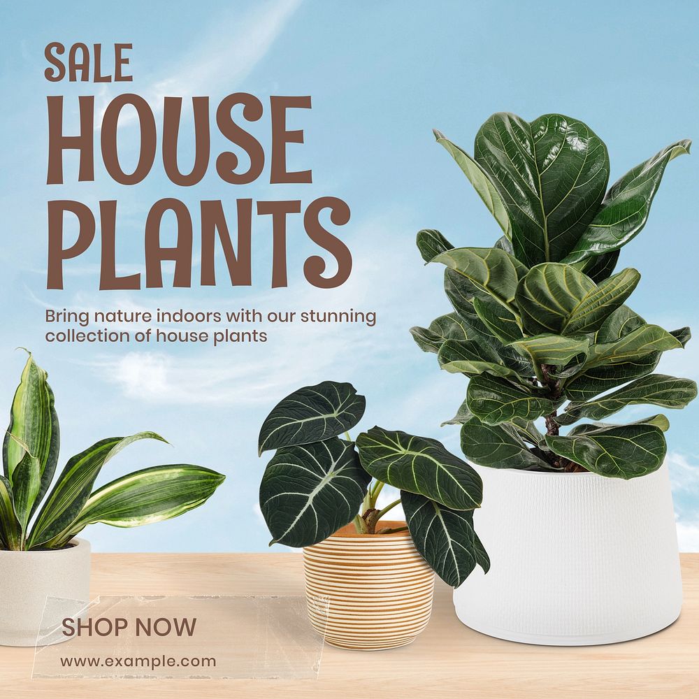 House plants  Instagram post template