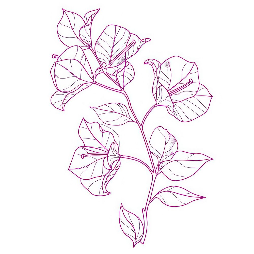 Bougainvillea illustrated graphics drawing.
