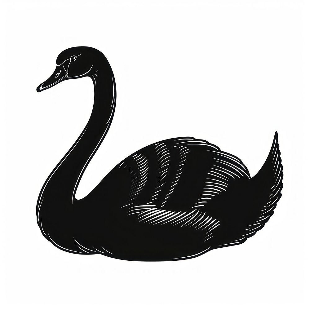 Black swan waterfowl animal bird.