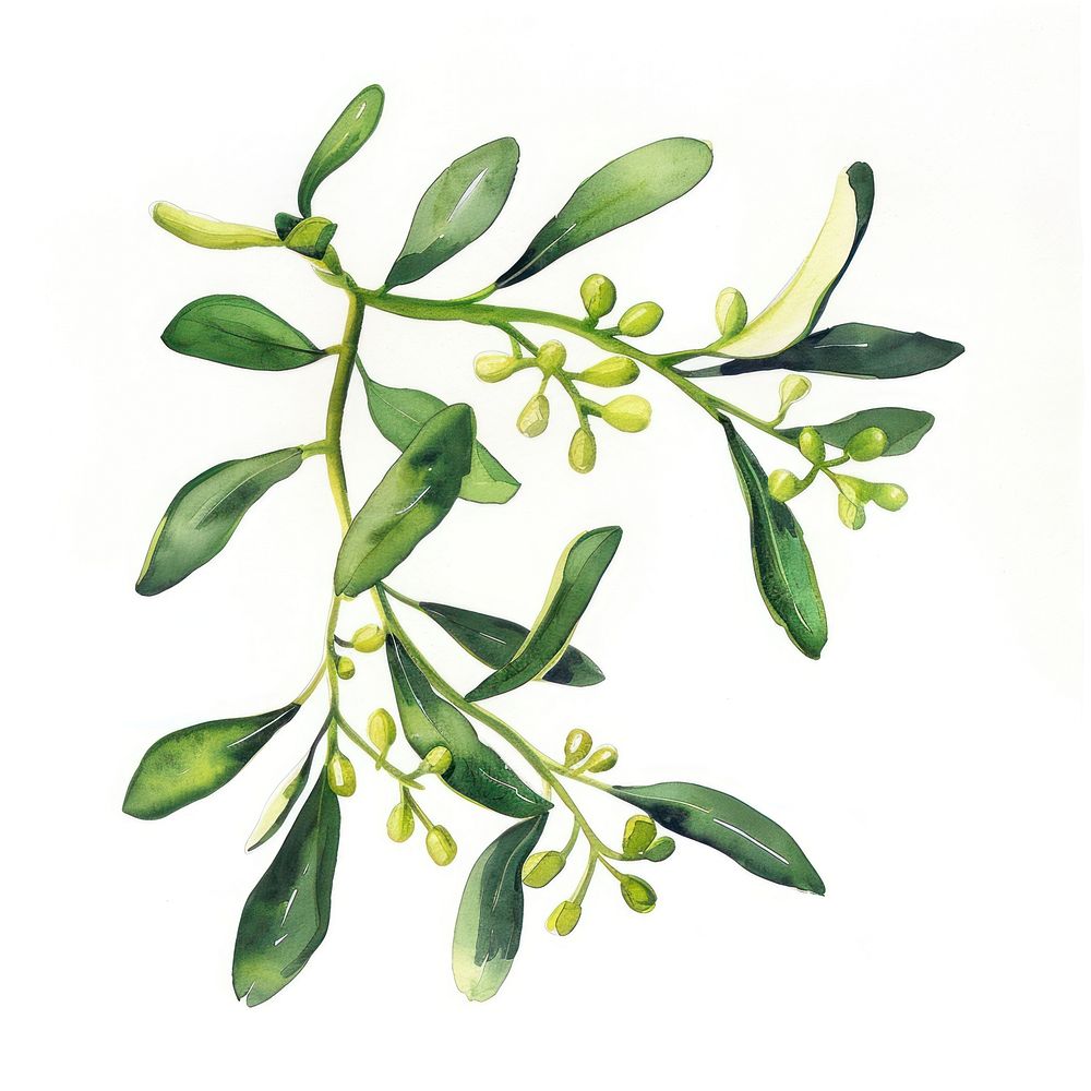 Mistletoe annonaceae blossom herbal.