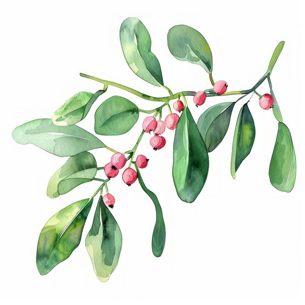 Mistletoe annonaceae produce herbal.