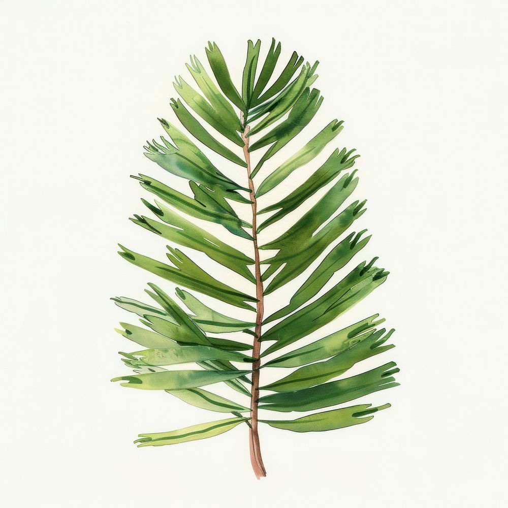 Pine leaf conifer plant tree.