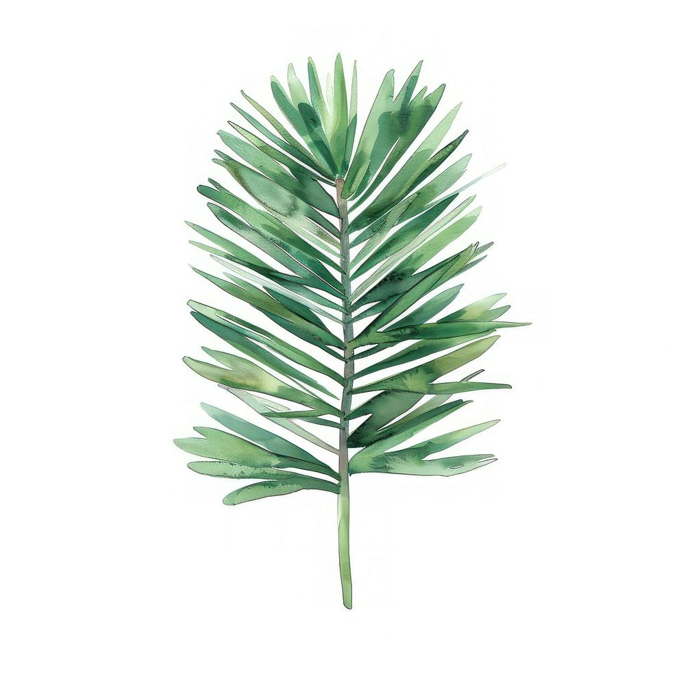 Pine leaf plant tree fern.