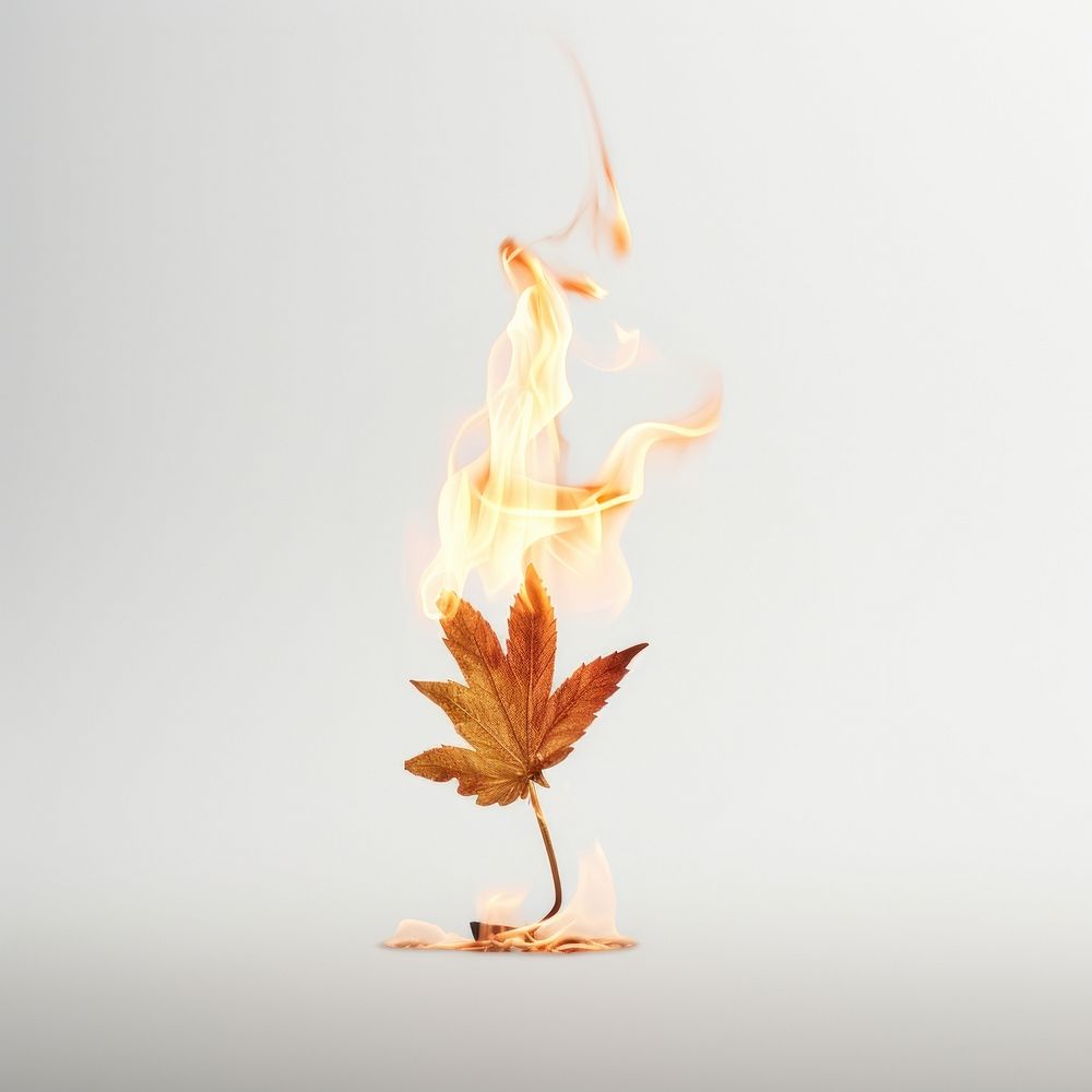 Photography of a Burning cannabis flame bonfire plant.