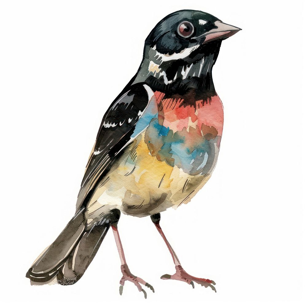 Bird sparrow animal anthus.