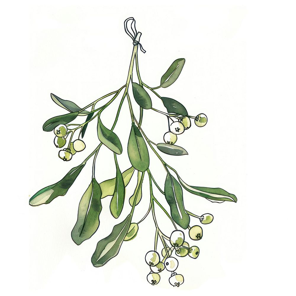 Christmas mistletoe sketch art accessories.