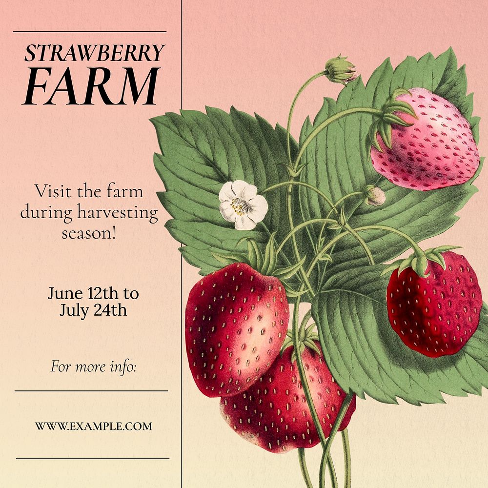 Strawberry farm sale Instagram post template