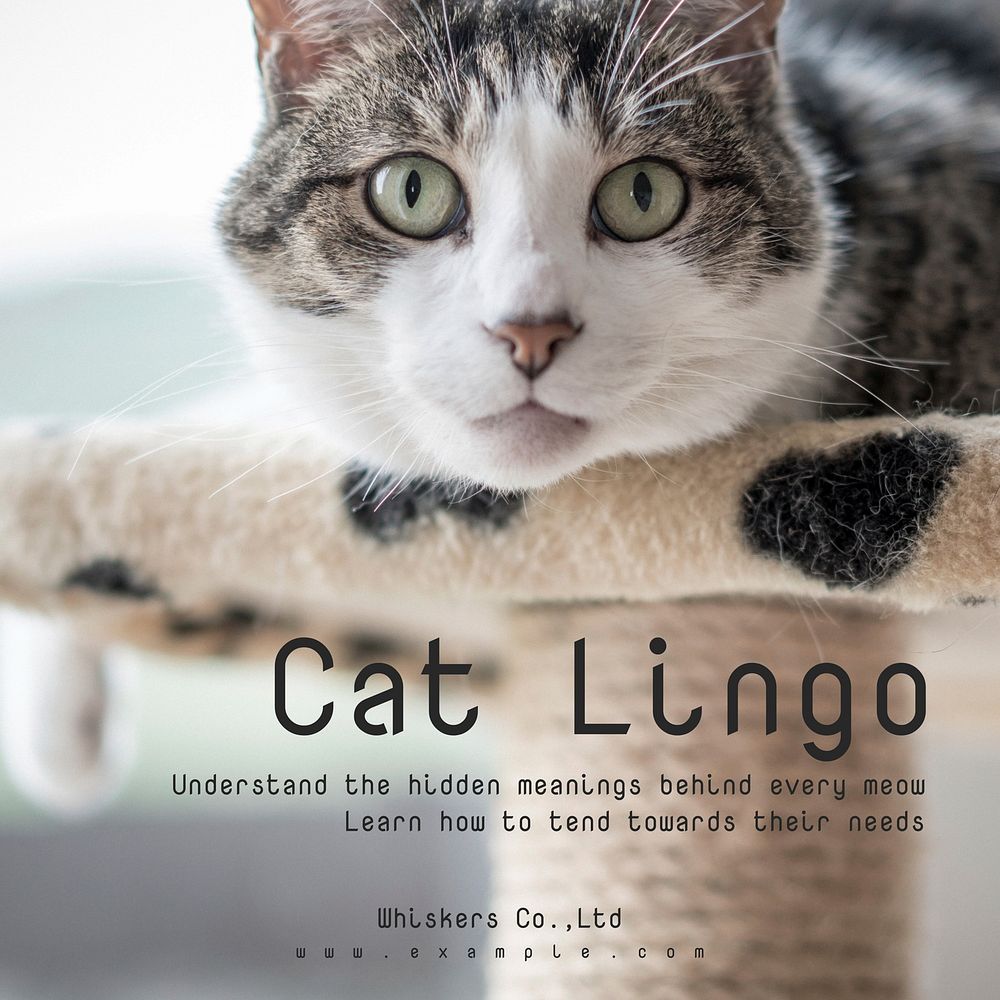 Cat language Instagram post template