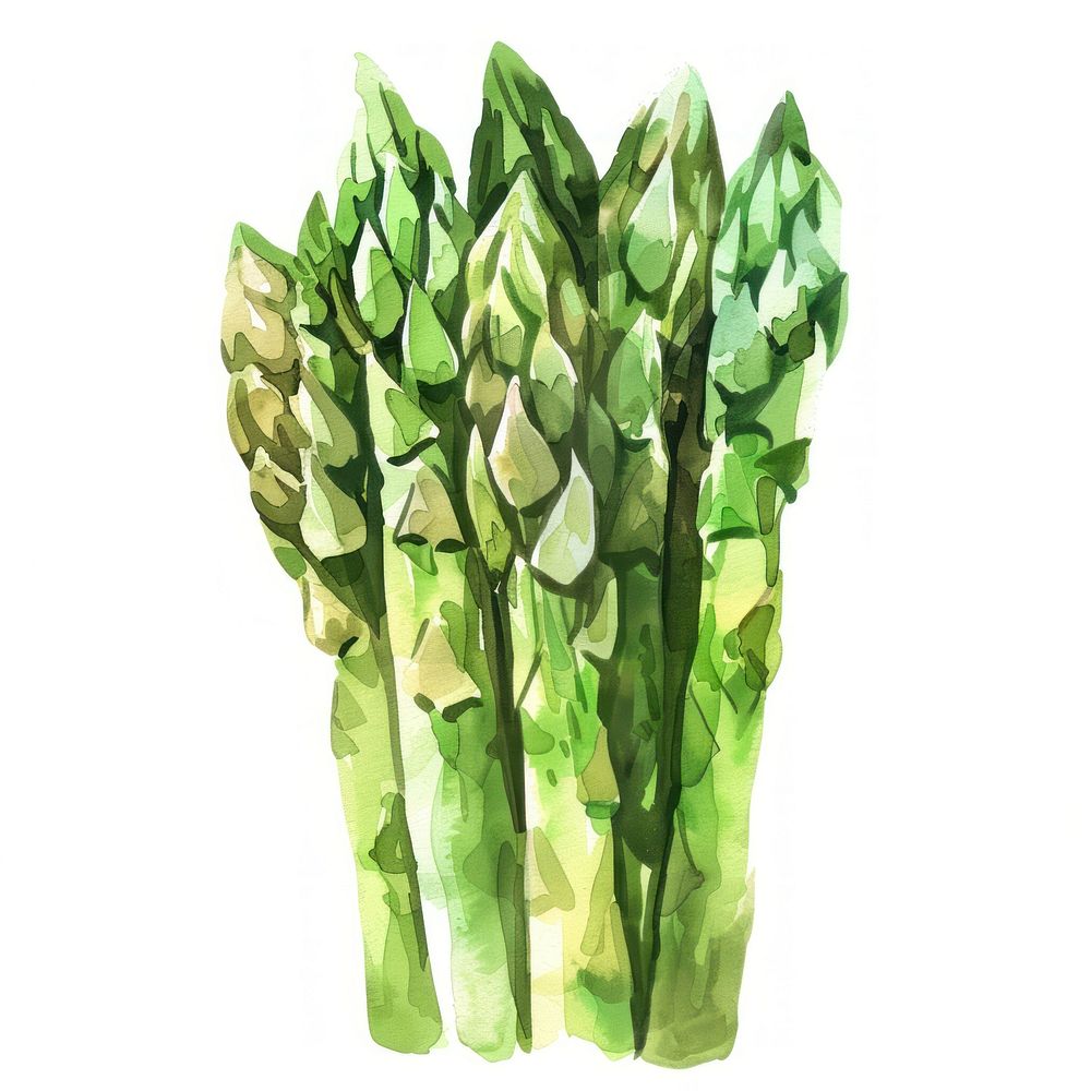 Aaparagus asparagus vegetable produce.