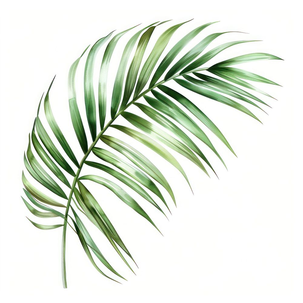 Palm leaves art arecaceae plant.